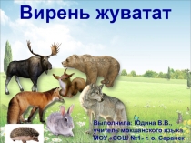 Презентация к уроку мокшанского языка на тему Вирень жуватат