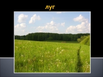 Презентация к уроку по ОКМ Луг и его обитатели