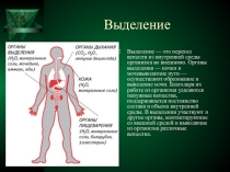 Презентация по биологии на тему Выделительная система
