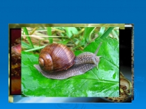 Презентация по биологии на тему Моллюски.