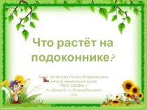 Презентация по окружающему миру на тему Что растет на подоконнике (1 класс)