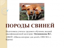 Презентация по с/х труду по теме Породы свиней (7 класс)