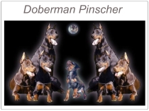 Презентация по теме: doberman pinscher