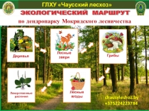 Презентация Экологический маршрут для младших школьников