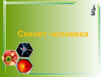 Презентация по биологии на тему Скелет человека (8 класс)