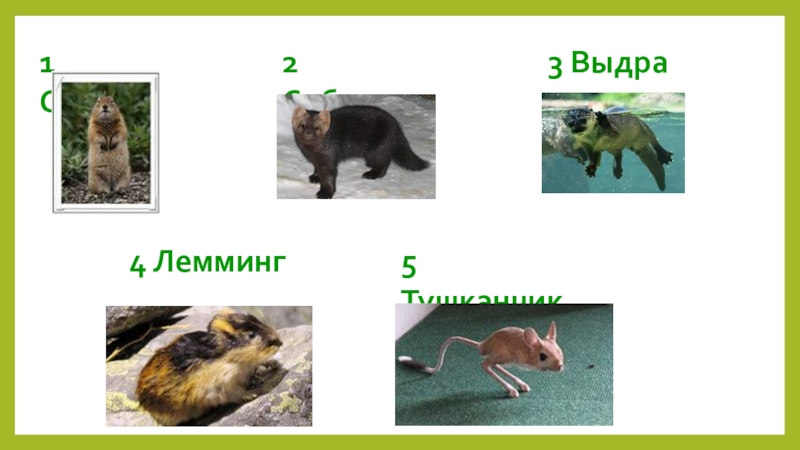 Презентация внеклассного мероприятия играЗвёздный час по природоведению. 1 Суслик2 Соболь3 Выдра4 Лемминг5 Тушканчик 1 Суслик2 Соболь3 Выдра4 Лемминг5 Тушканчик