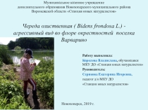 Череда олиственная - агрессивный вид во флоре поселка Варварино