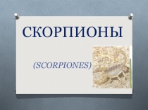 Презентация по окружающему миру Скорпионы
