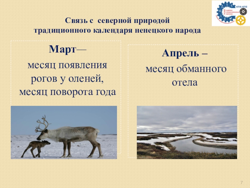 Экологический календарь ненецкого народа Связь с северной природой традиционного календаря ненецкого народаМарт— месяц появления рогов Связь с северной природой традиционного календаря ненецкого народаМарт— месяц появления рогов у оленей, месяц поворота годаАпрель