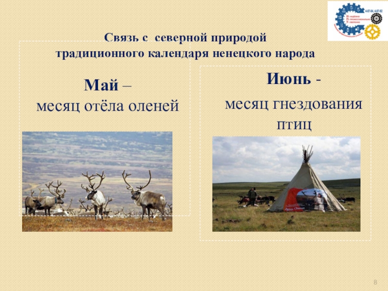 Экологический календарь ненецкого народа Связь с северной природой традиционного календаря ненецкого народаИюнь - месяц гнездования Связь с северной природой традиционного календаря ненецкого народаИюнь - месяц гнездования птицМай – месяц отёла оленей