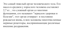 Кожа- наружный покровный орган