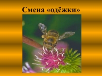 На суше - как дома