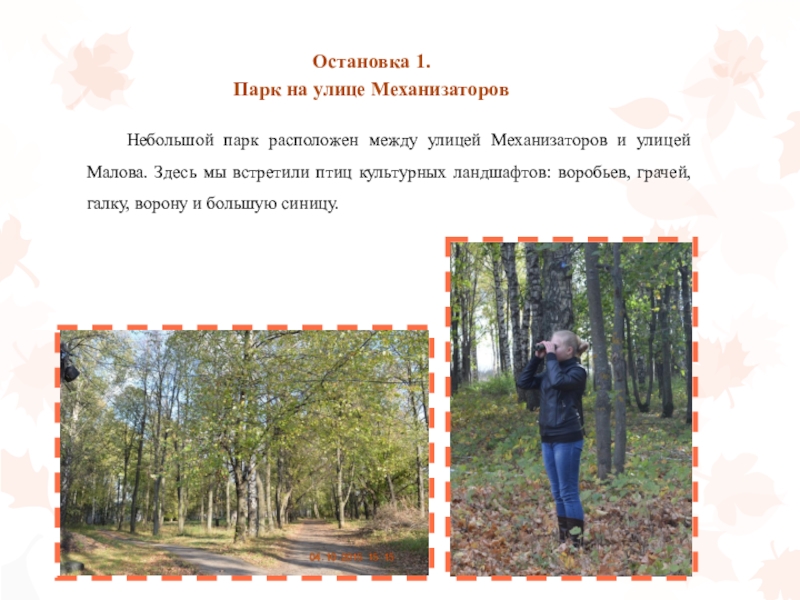 Презентация Всемирные дни наблюдения птиц на экологической тропе в р. п. Воротынец Остановка 1. Парк на улице Механизаторов Небольшой парк расположен между улицей Остановка 1. Парк на улице Механизаторов Небольшой парк расположен между улицей Механизаторов и улицей Малова. Здесь