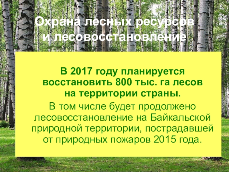 : Год экологии в России Охрана лесных ресурсов и лесовосстановление В 2017 году планируется восстановить 800 тыс. га лесов на территории Охрана лесных ресурсов и лесовосстановление В 2017 году планируется восстановить 800 тыс. га лесов на территории страны. В том числе будет