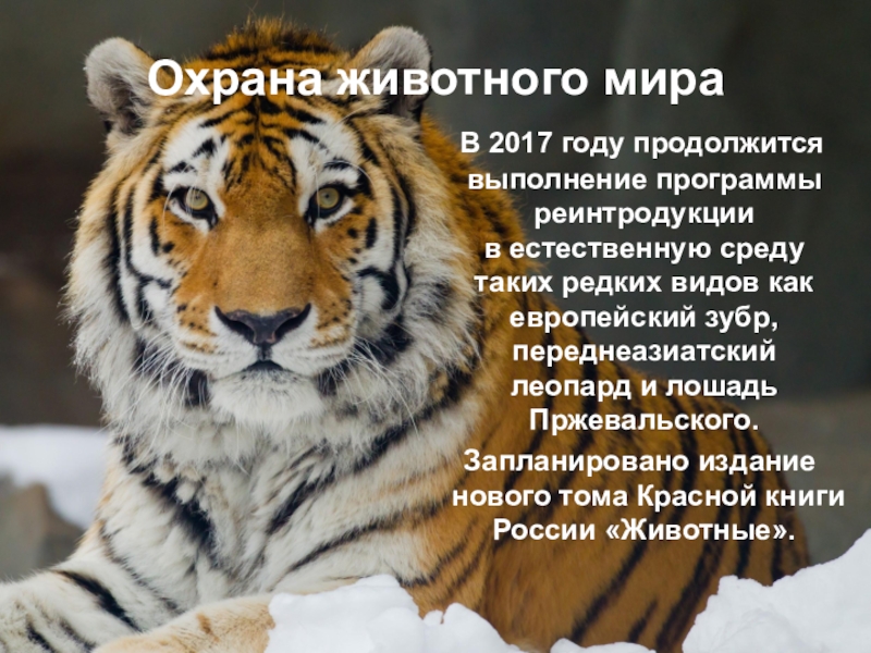 : Год экологии в России Охрана животного мира В 2017 году продолжится выполнение программы реинтродукции в естественную Охрана животного мира В 2017 году продолжится выполнение программы реинтродукции в естественную среду таких редких видов как