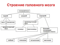 Презентация к уроку Строение головного мозга 8 кл биология