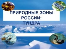 Презентация по окружающему миру на тему ПРИРОДНЫЕ ЗОНЫ РОССИИ: ТУНДРА 4 класс
