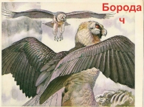 Презентация по окружающему миру Животные Красной книги