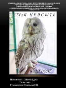 Презентация Серая неясыть в неволе