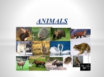 Презентация Animals для 2 класса