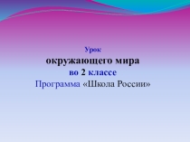 Дикие и домашние животные