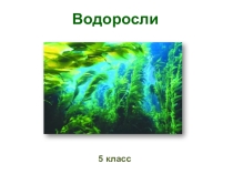 Презентация по биологии Водоросли (5 класс)