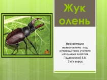 Презентация по окружающему миру по теме Жук олень