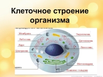Презентация по биологии Клеточное строение организма