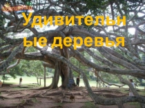 Презентация к классному часу Зашумела берез