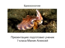 Презентация  Моллюски 7 класс