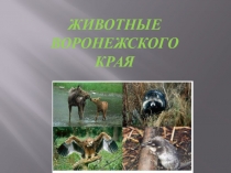 Презентация по оружающему миру Животные Воронежского края
