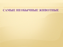 Презентация по окружающему миру Самые необычные животные