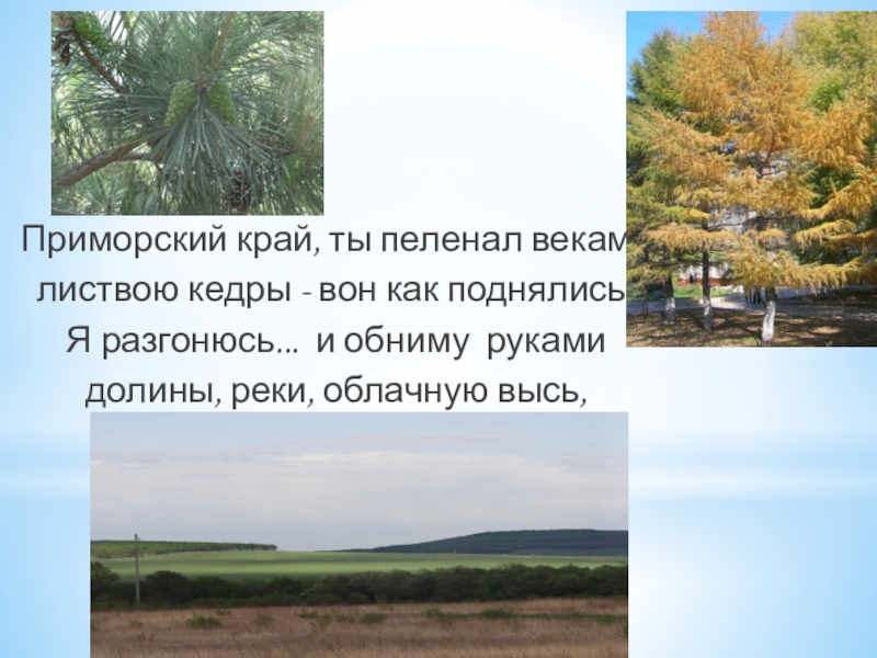 Презентация посвященная 80-ию Приморского края Приморский край, ты пеленал веками листвою кедры - вон как поднялись!Я Приморский край, ты пеленал веками листвою кедры - вон как поднялись!Я разгонюсь... и обниму рукамидолины, реки, облачную
