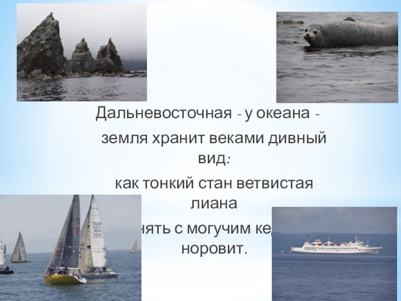 Презентация посвященная 80-ию Приморского края Дальневосточная - у океана -земля хранит веками дивный вид:как тонкий стан Дальневосточная - у океана -земля хранит веками дивный вид:как тонкий стан ветвистая лианаобнять с могучим кедром норовит.