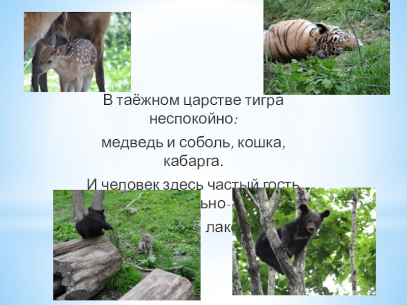 Презентация посвященная 80-ию Приморского края В таёжном царстве тигра неспокойно:медведь и соболь, кошка, кабарга.И человек здесь В таёжном царстве тигра неспокойно:медведь и соболь, кошка, кабарга.И человек здесь частый гость довольно-для всех уютна, лакома