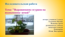 Презентация Выращивание огурцов зимой на подоконнике
