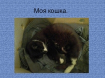 Презентаци на тему моя любимая кошка
