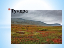 Презентация по окружающему миру на тему Тундра( 4 класс)