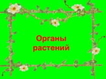 Презентация по окружающему миру на тему  Органы растений