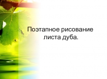 Поэтапное рисование листа дуба.