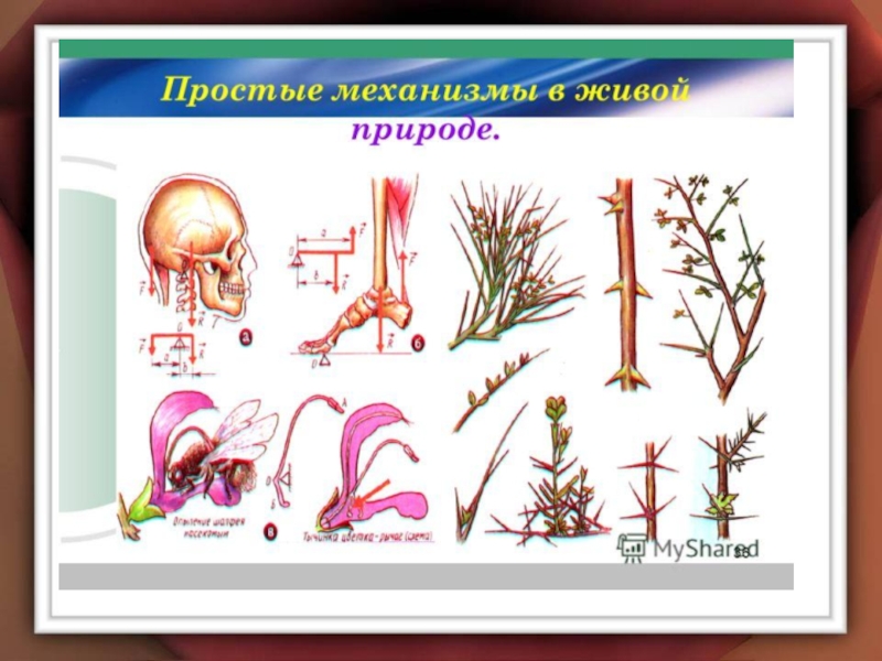 Простые механизмы. Рычаг.