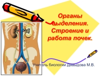 Строение и работа почек 8 класс