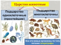 Презентация по биологии для 7 класса на тему: Подцарство простейшие.