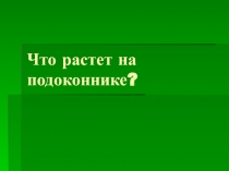 Презентация по окружающему миру Что растёт на подоконнике