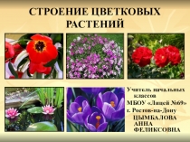 Презентация по окружающему миру на тему Строение цветковых растений (1 класс)