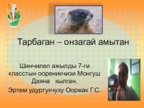 Презентация Тарбаган - кайгамчык амытан