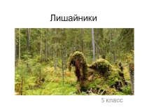 Презентация по биологии Лишайники (5 класс)