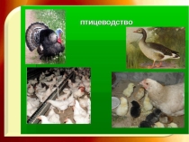 Презентация по теме Птицеводство.