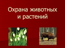 Презентация по кубановедению Красная Книга Краснодарского края.