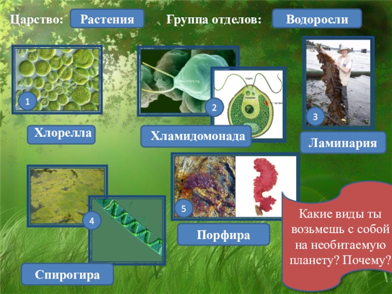 5 класс презентация по биологии водоросли